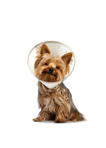 Acorn - Collier Elisabéthain - Transparent