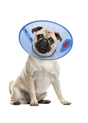 Acorn - Collier Elisabéthain - Bleu calmant