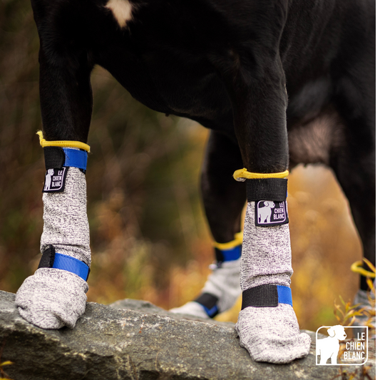 Le chien blanc -Bottes longues
