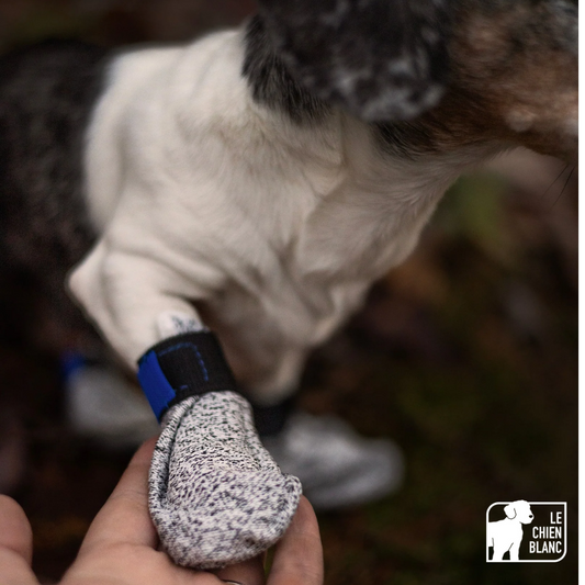 Le chien blanc - Bottes courtes