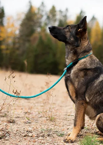 Amarok - Laisse d'Entraînement