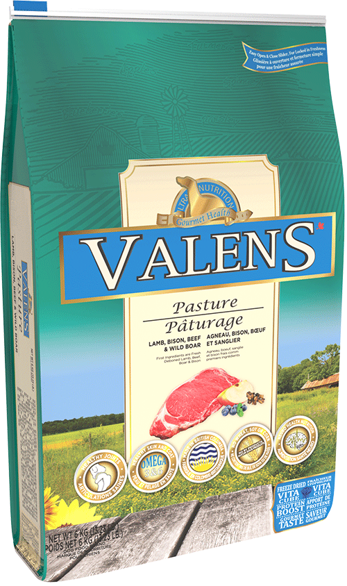 Valens - Chien Pâturage