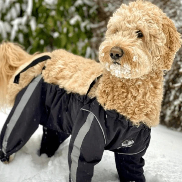 FouFoudog - Bodyguard