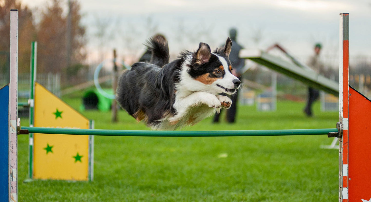 Garderie le Chien d'Or - Pratique d'Agilité Dirigée